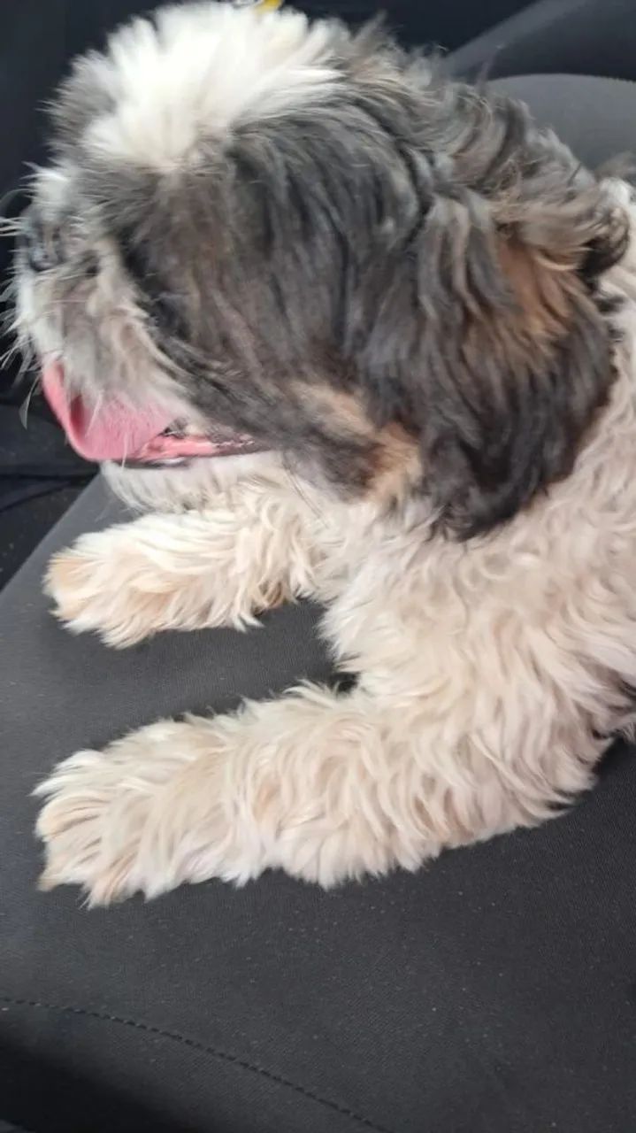 Doação de Cachorro Macho Lhasa Apso - Foto 5