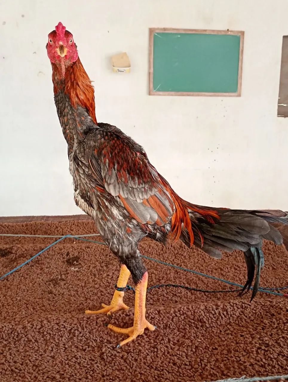Galo de raça  - Foto 2