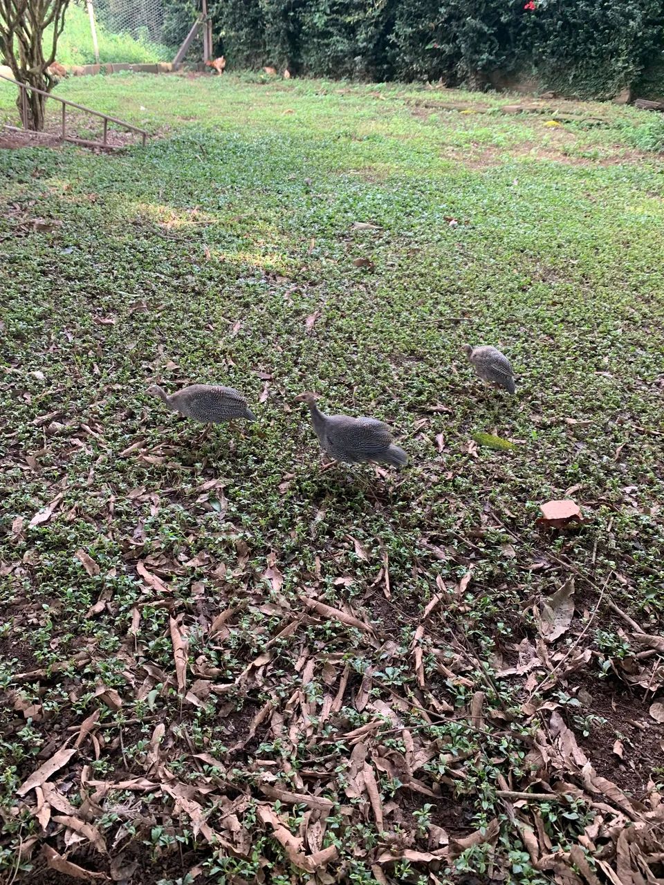 Galinha Angola franguinho - Foto 2