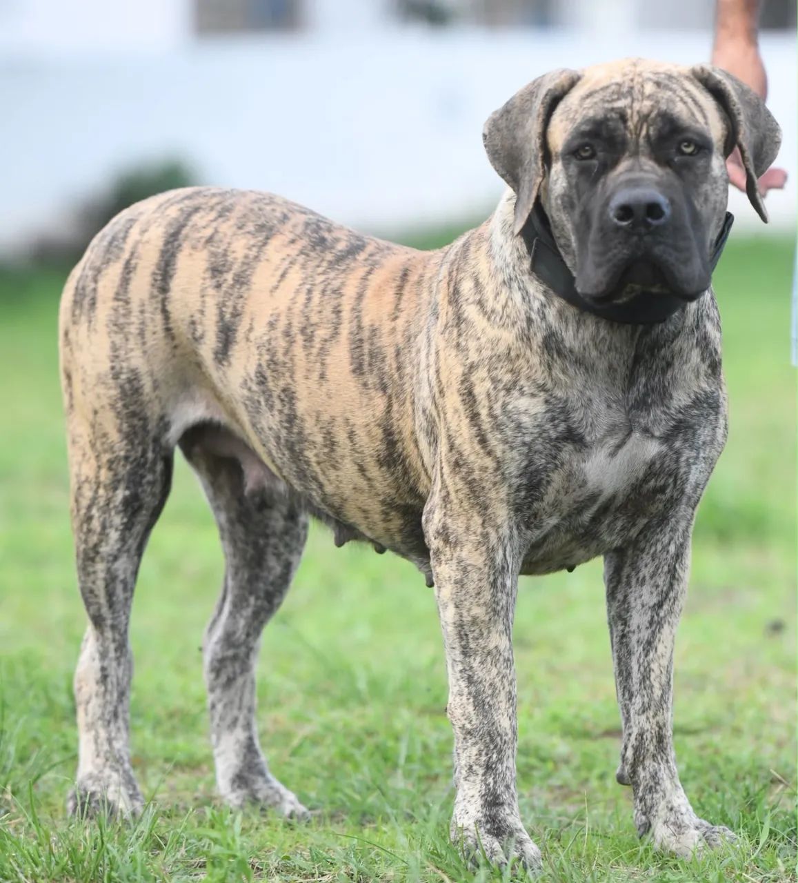CADELA JOVEM DE BOERBOEL TIGRADA - Foto 2