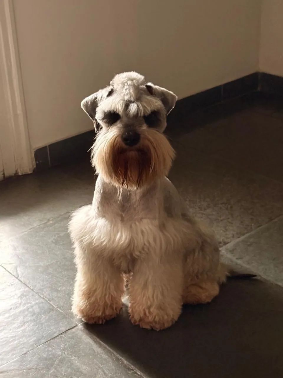 Schnauzer 