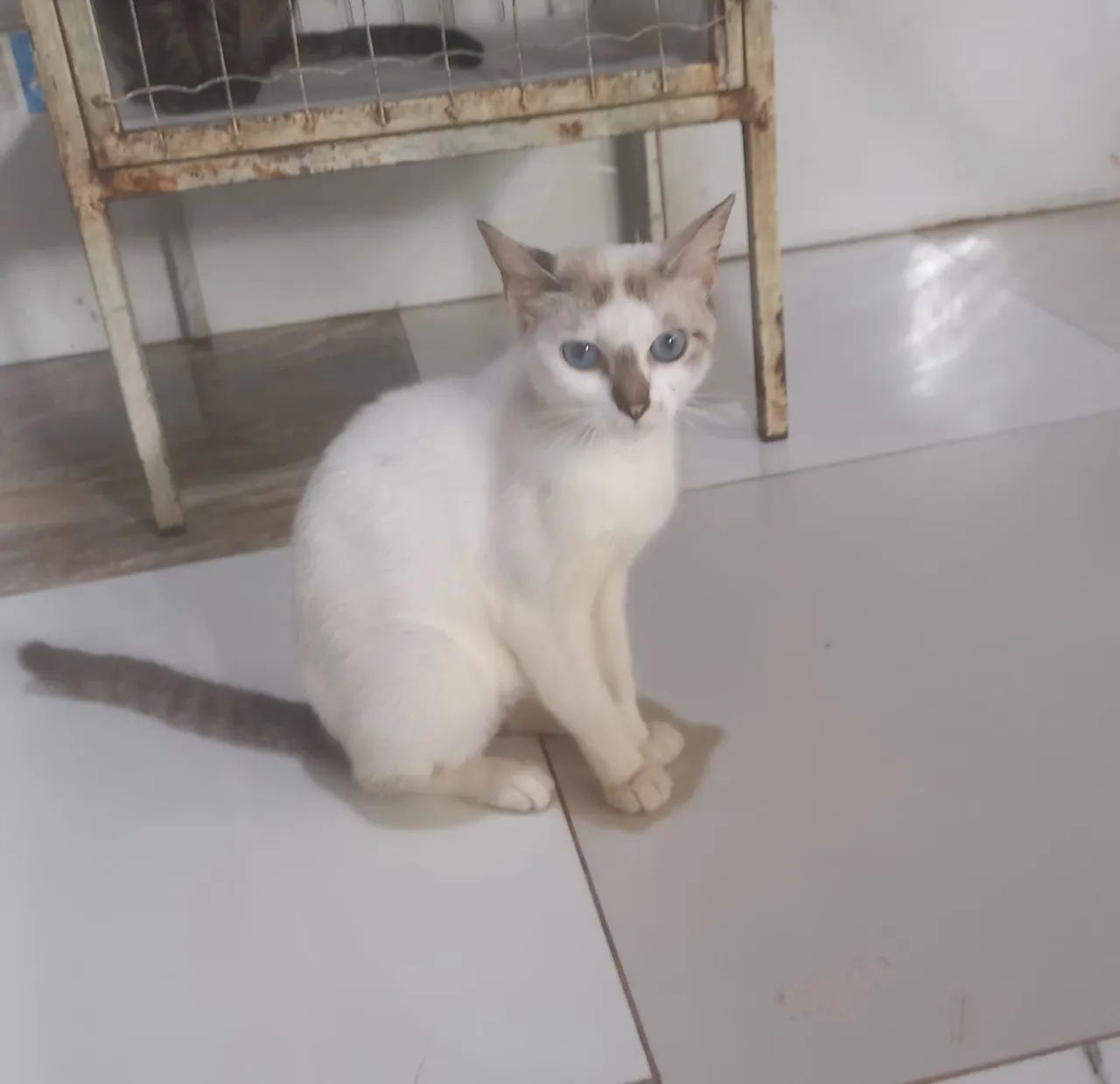 Linda gatinha dócil castrada (ADOÇÃO RESPONSÁVEL)