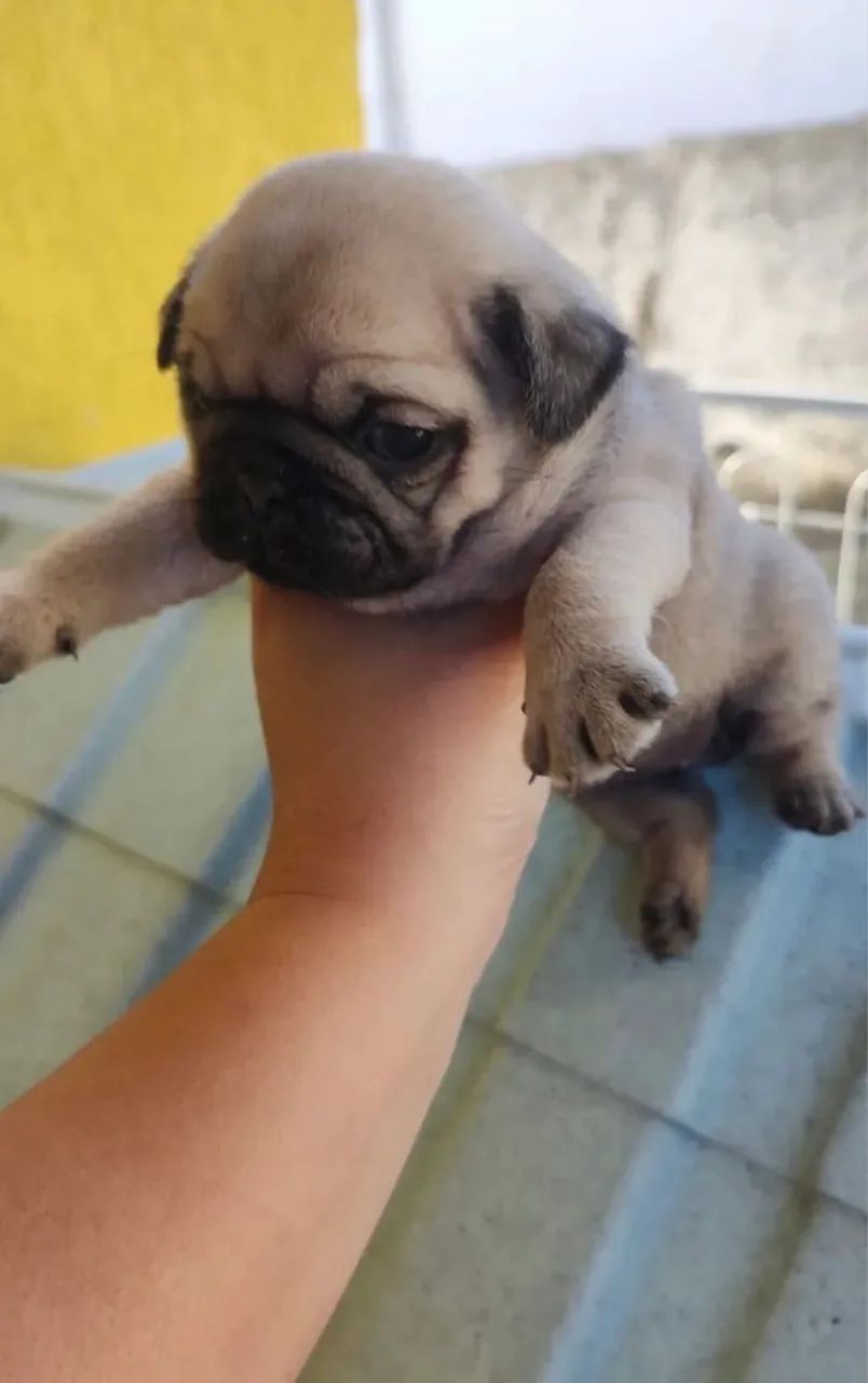 Pug abricot  - Foto 3