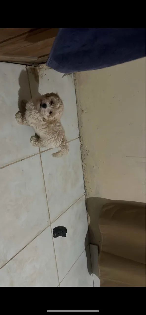 Poodle Toy - Foto 2