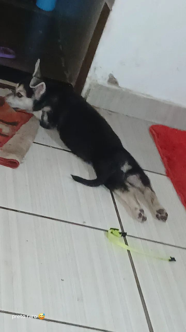 Husky siberiano 