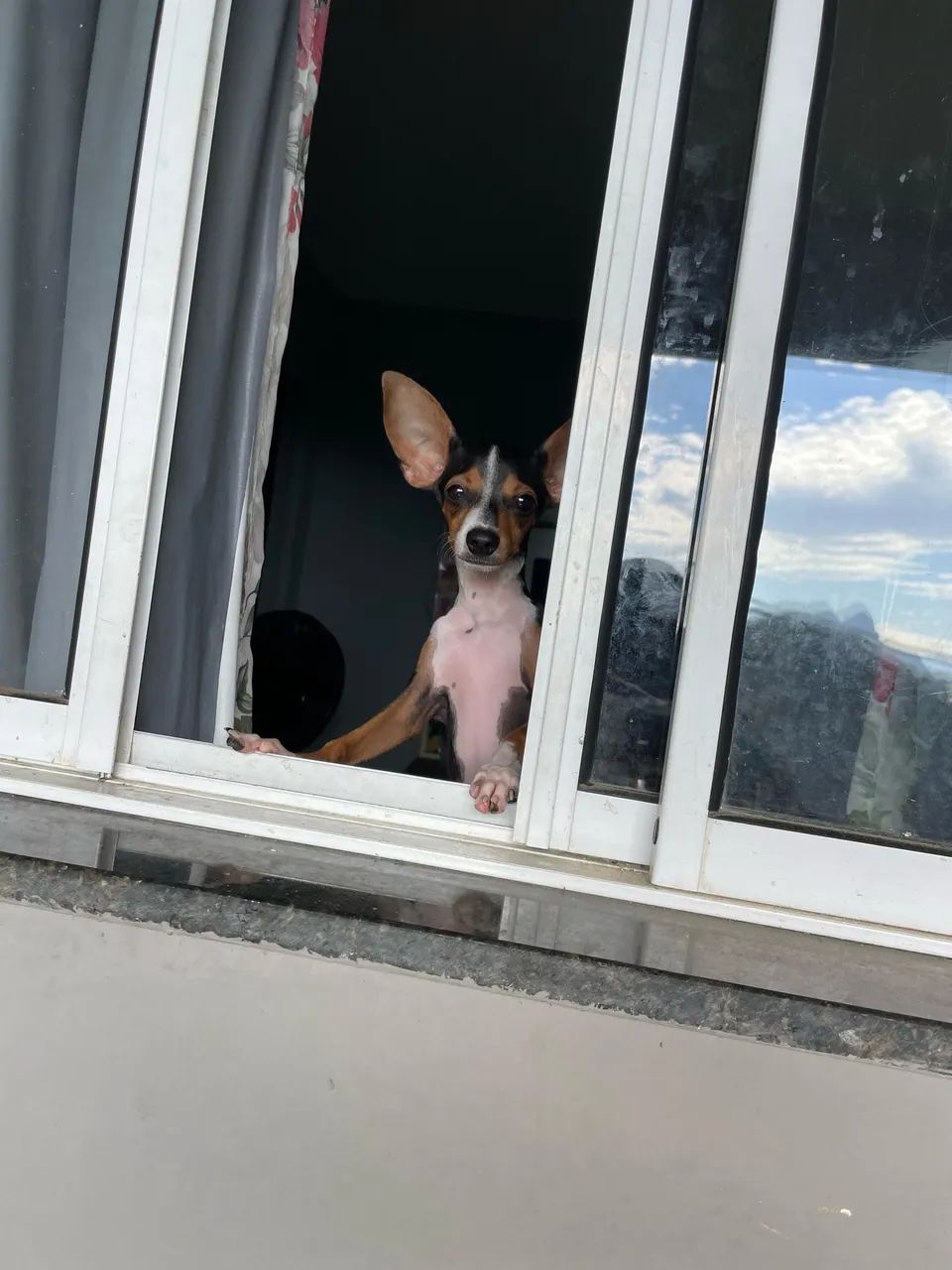 Doasse pinscher - Foto 3
