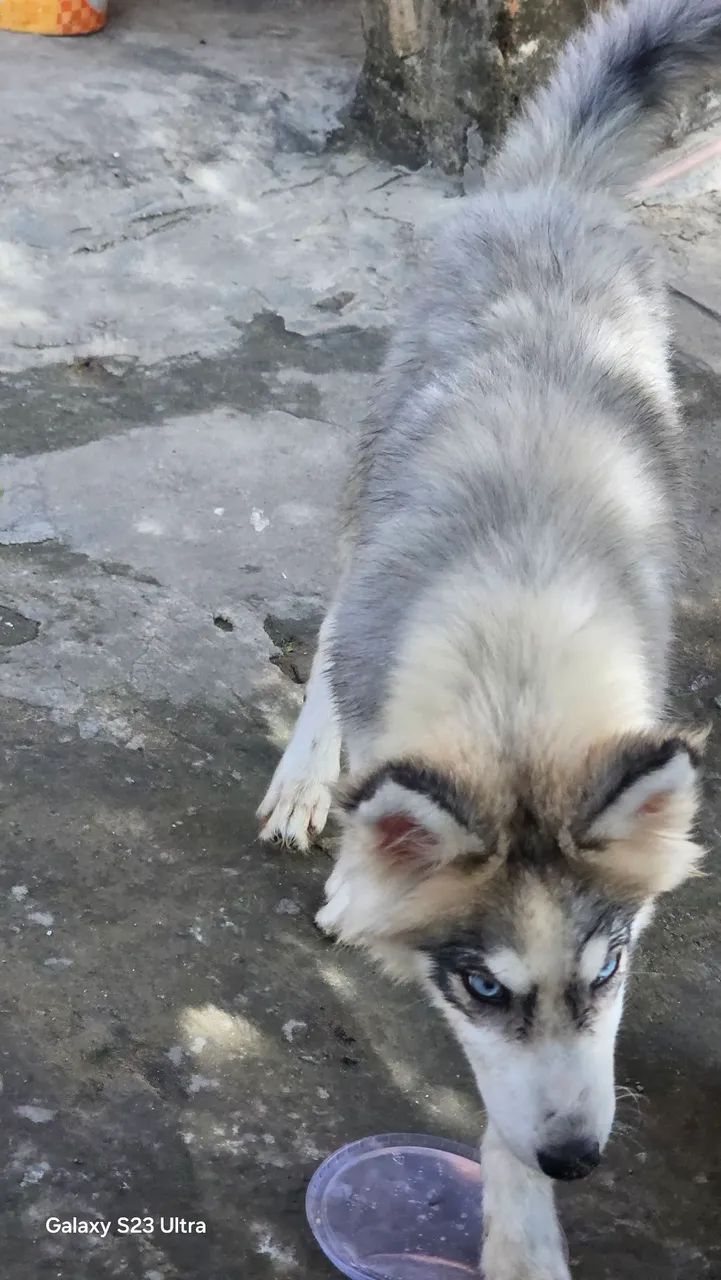 Husky siberiano - Foto 5