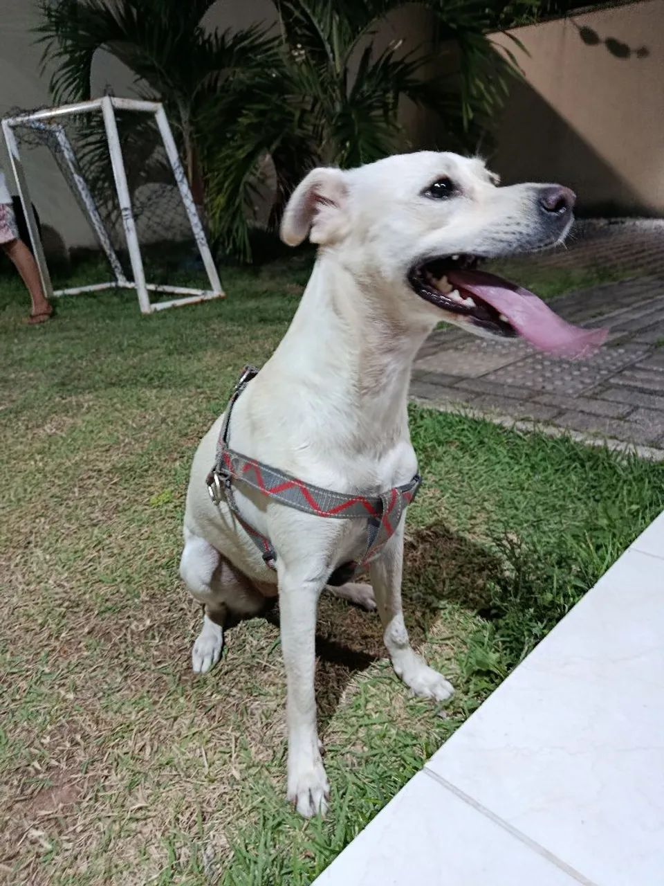 Adoção Responsável  - Foto 5