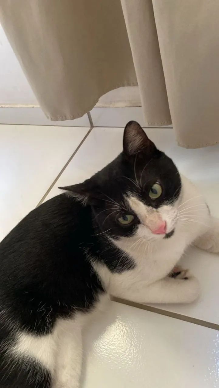 Gato - Foto 2