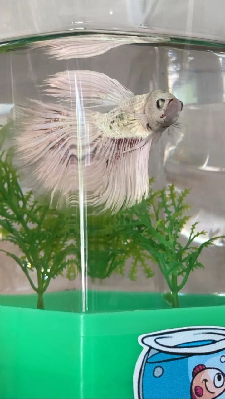Kit betta  - Foto 2