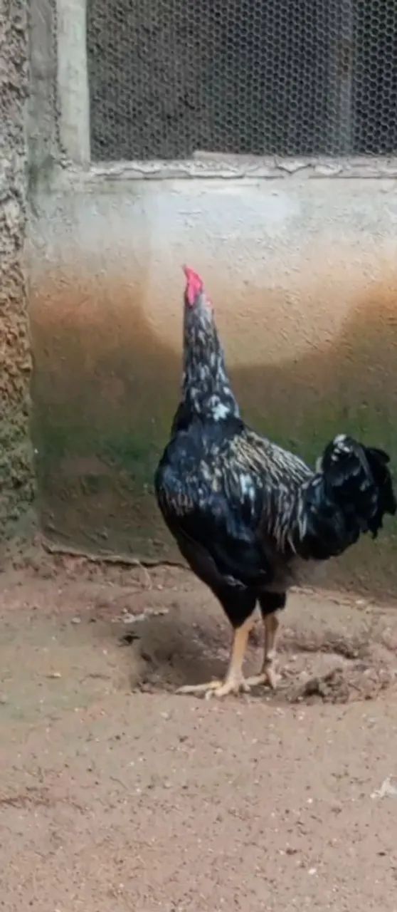 Galinhas GSB  - Foto 2