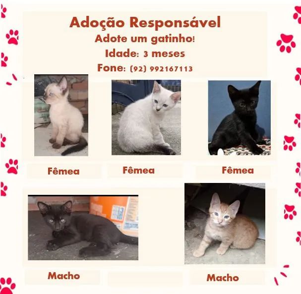 Filhotes de Gato 