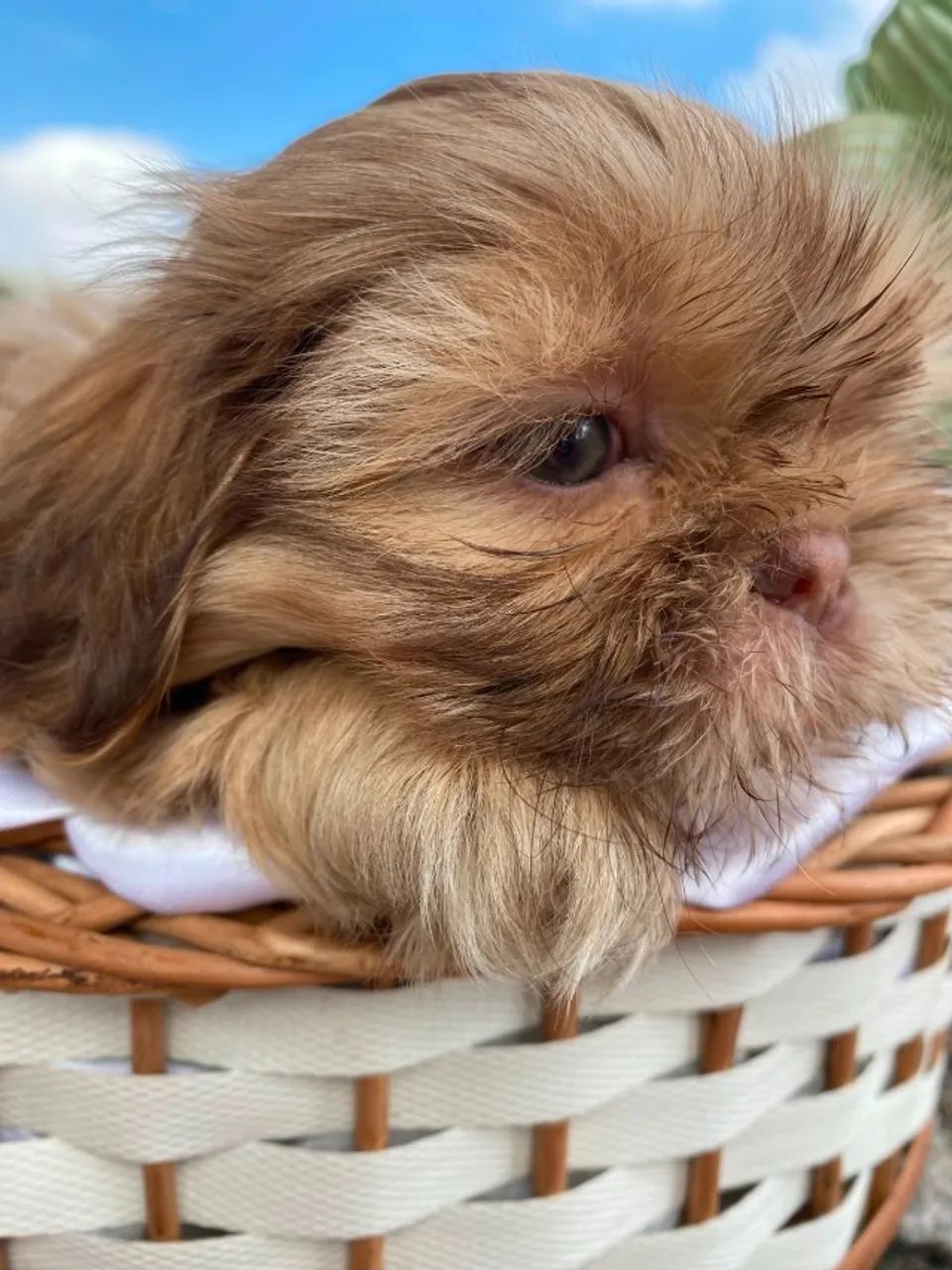 Filhotes de ShihTzu - Foto 5