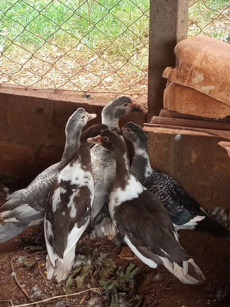 Patos 