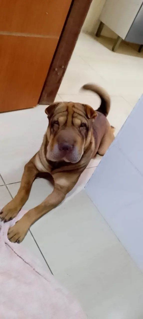 Doação  - Foto 2