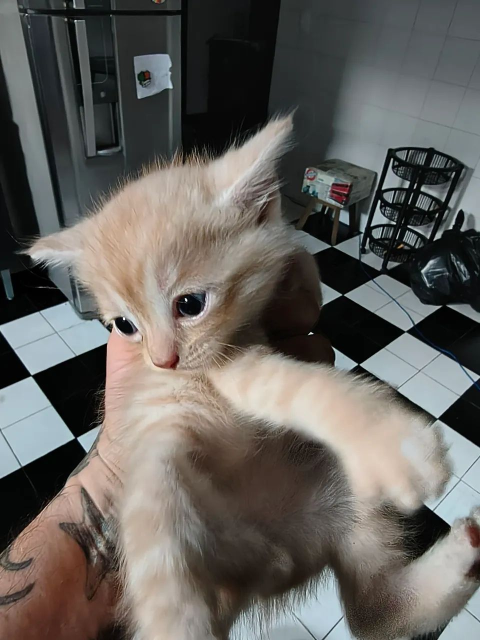 Doação Filhote Persa com Bombay muito fofo - Foto 4