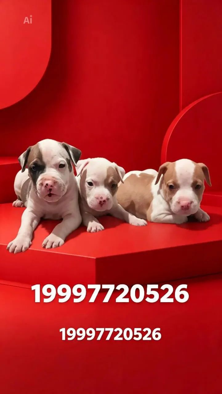 Filhote de Pit Bull 