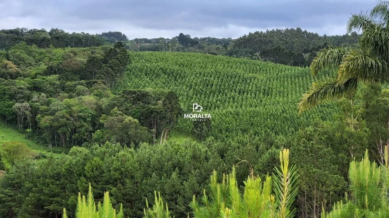 Chácara a venda com Plantação de Pinos em Tijucas do Sul
