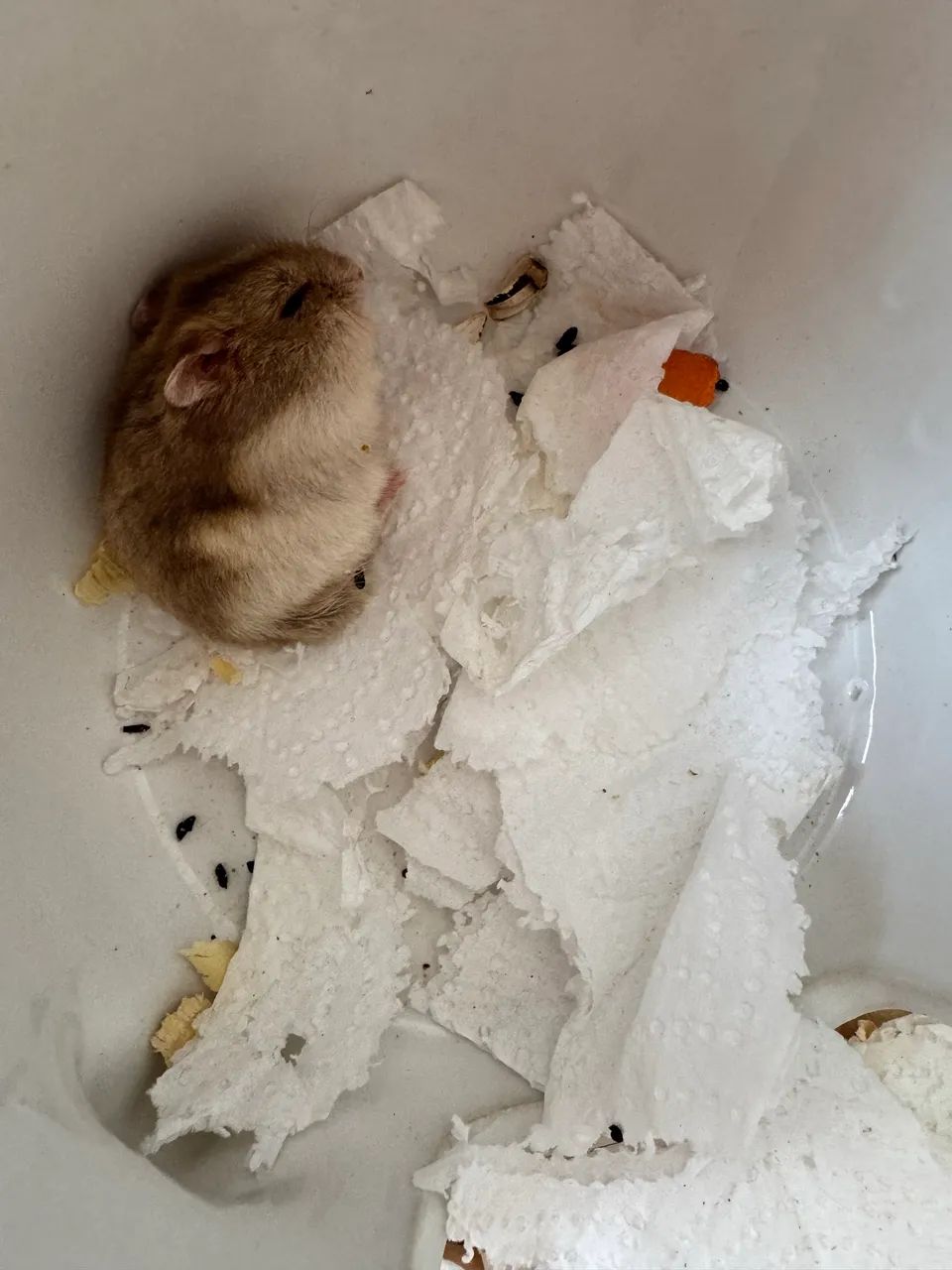 Hamster anao russo - Foto 2