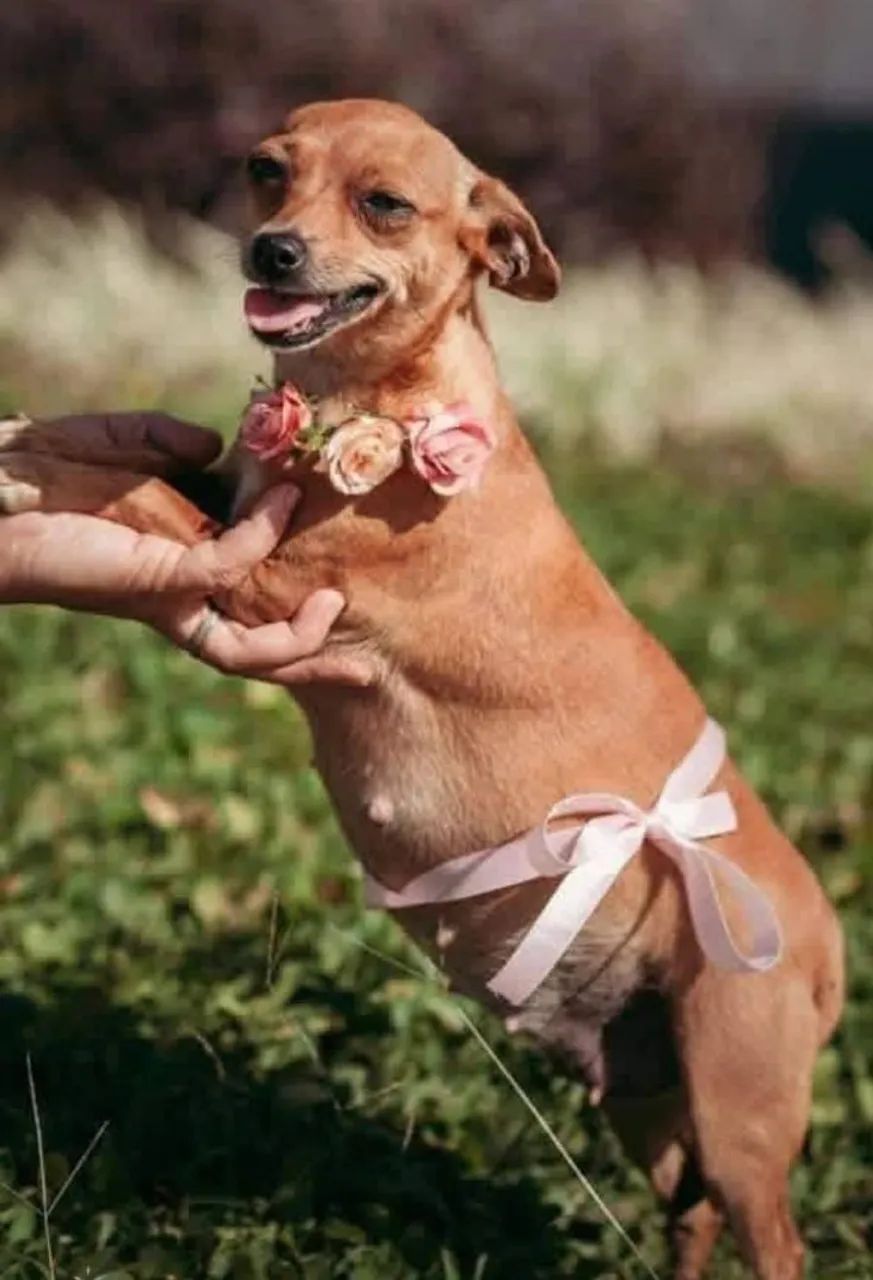 Pinscher machos 