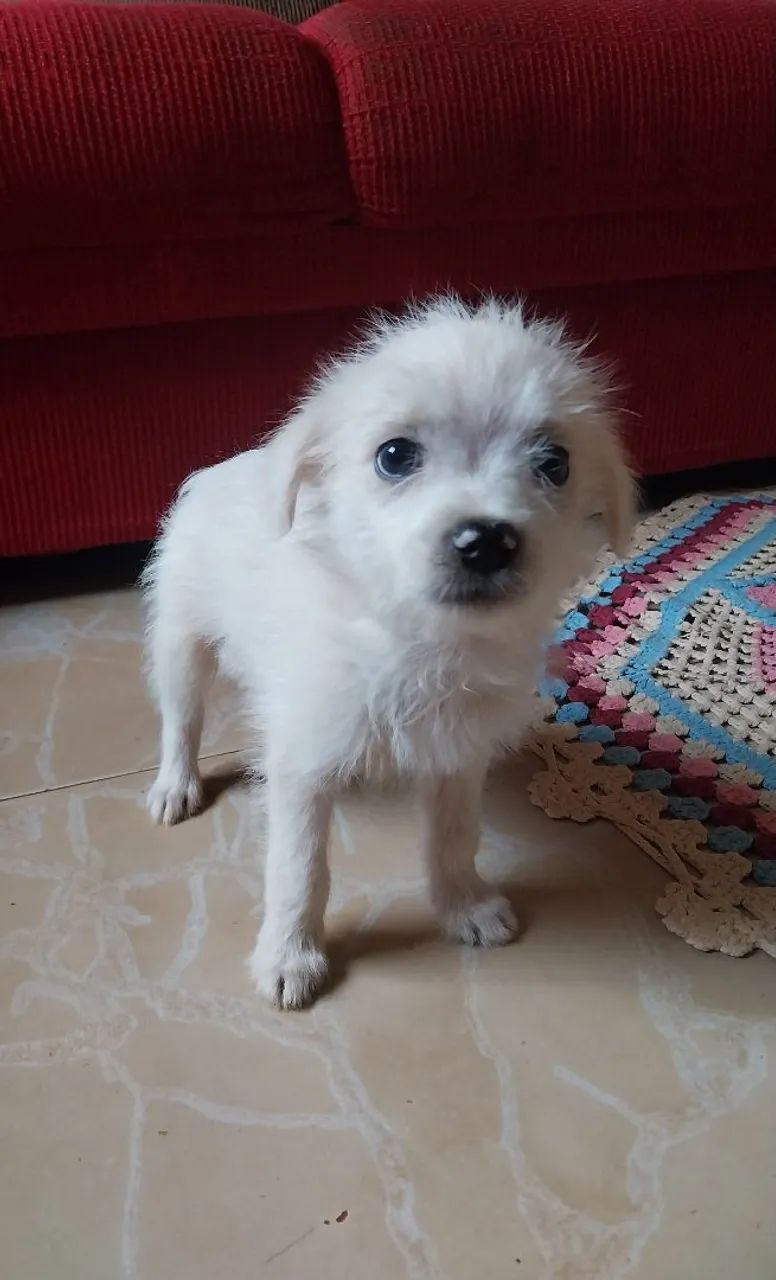 Doa-se filhote (Macho) - Foto 4