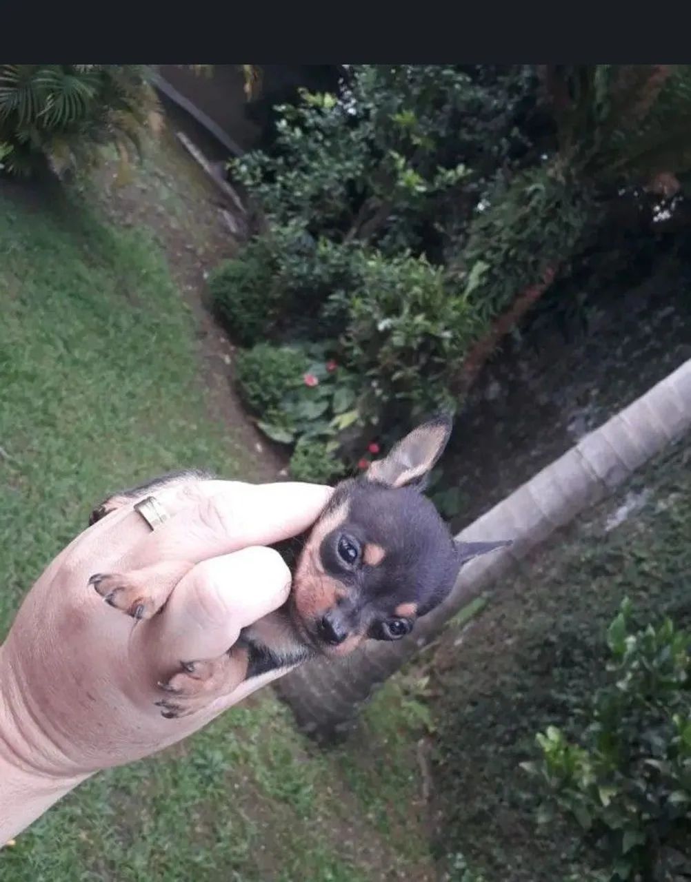 Pincher 0  - Foto 2