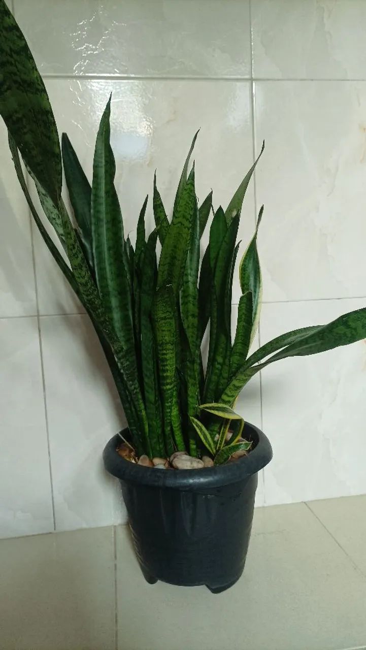 Vende se - Foto 4