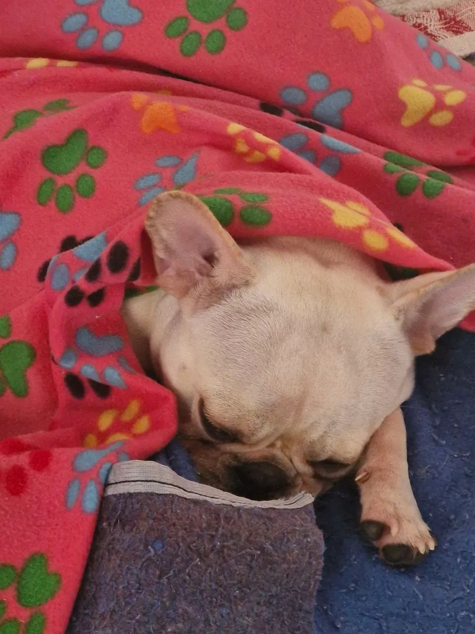 Bulldog francês  - Foto 3