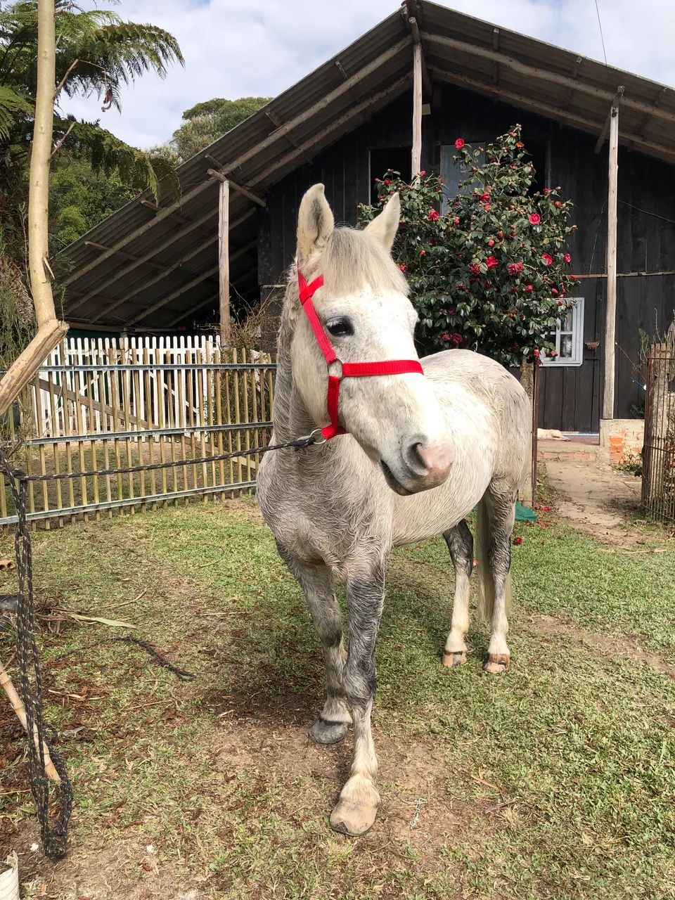 Cavalo petiço  - Foto 4