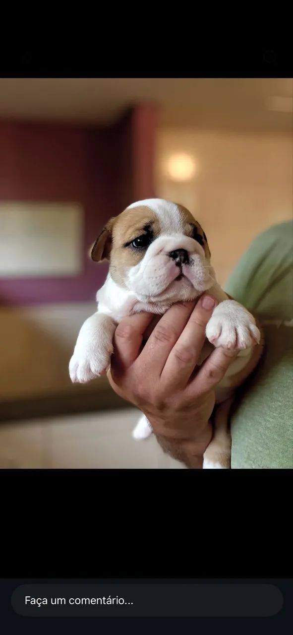 Buldogue inglês vermelho com branco 