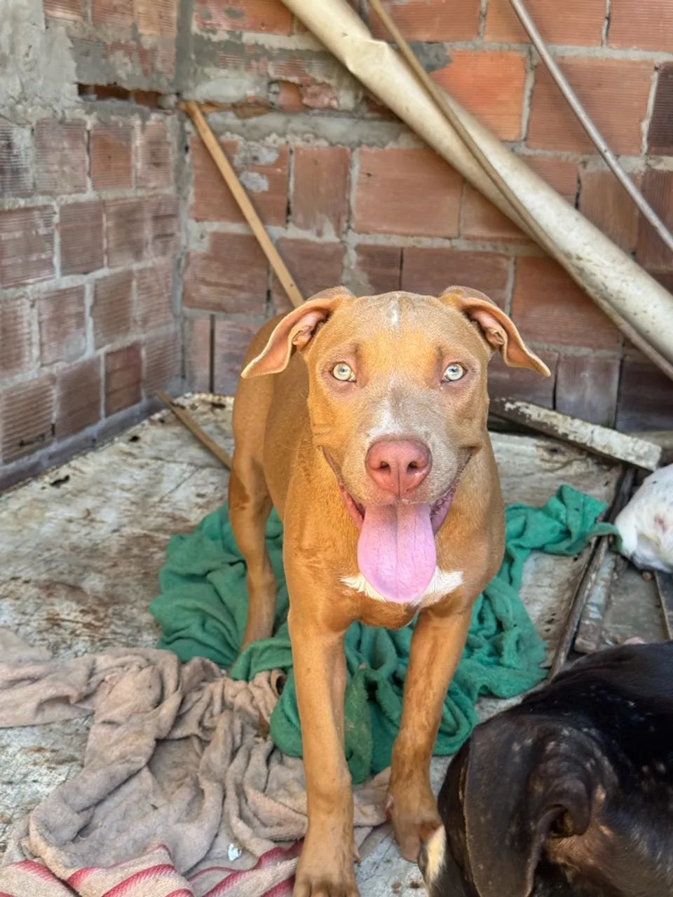 Pit bull monster  - Foto 2