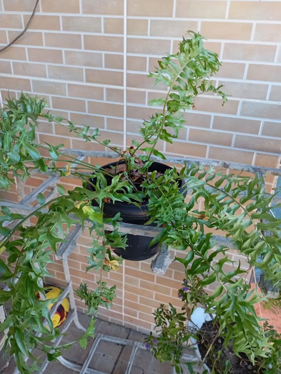 Sementes e plantas  - Foto 4