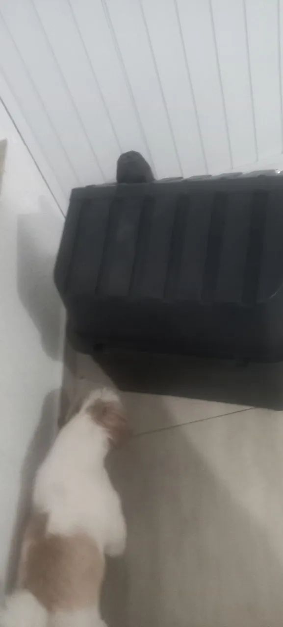 Casa para pets - Foto 3