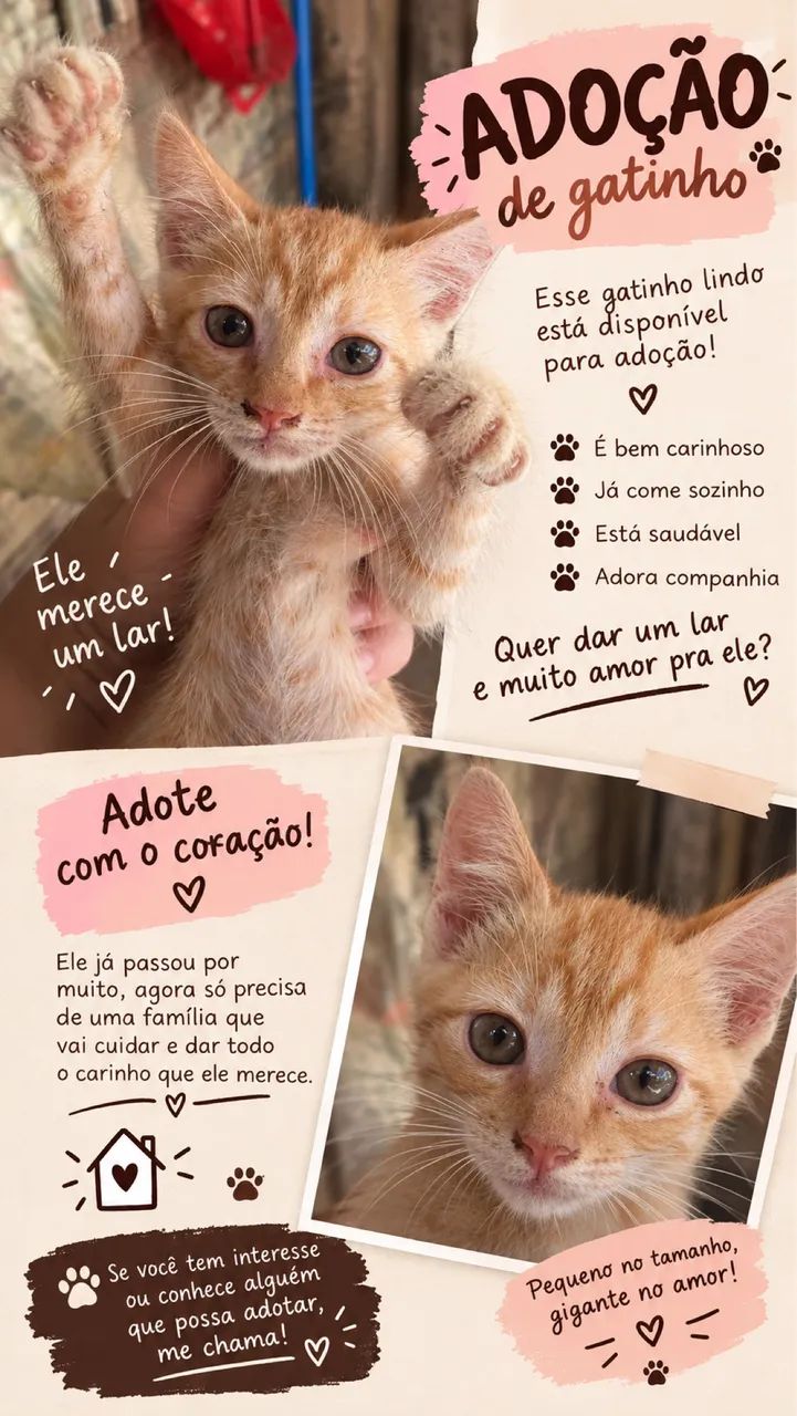 Adoção de gatinhos!!