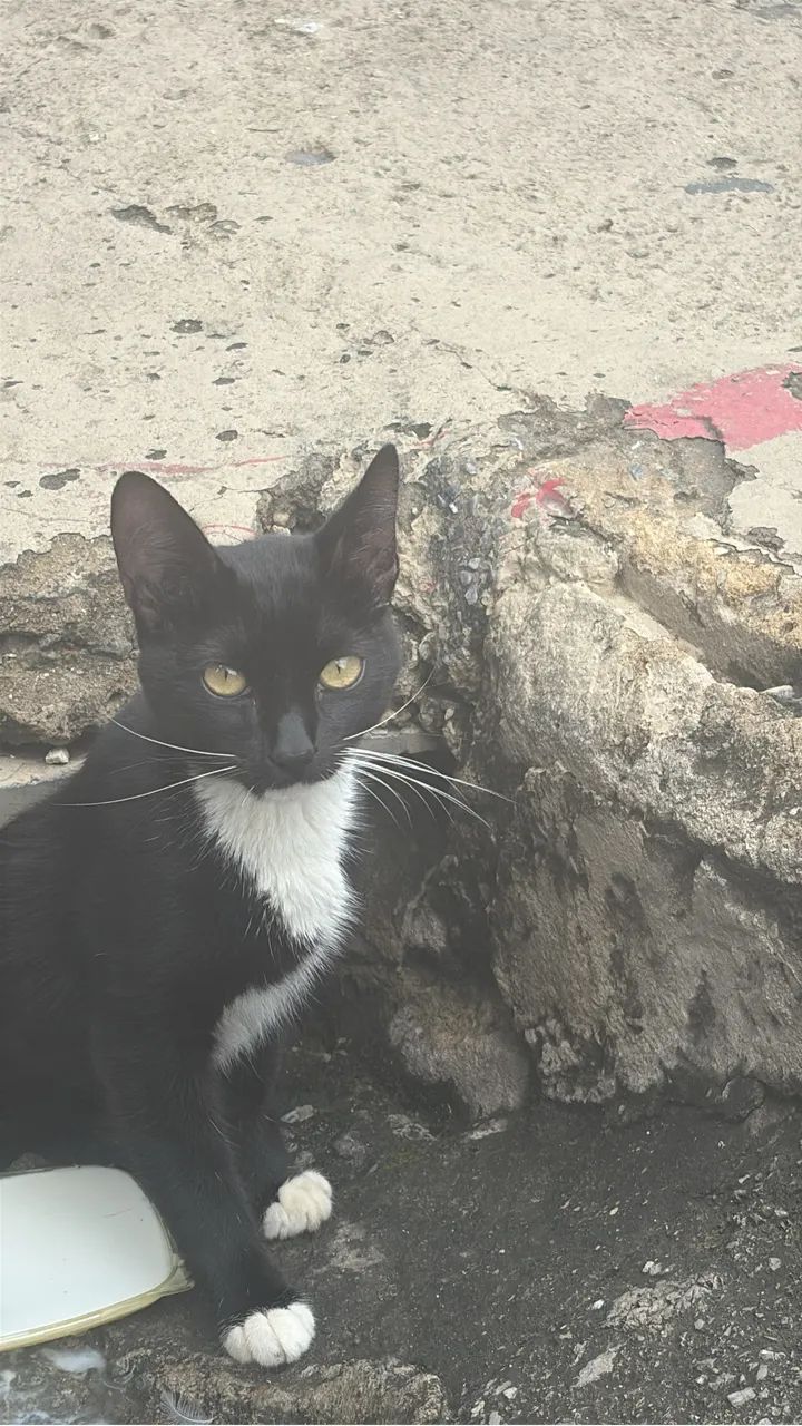 Gatinho pra adoção 