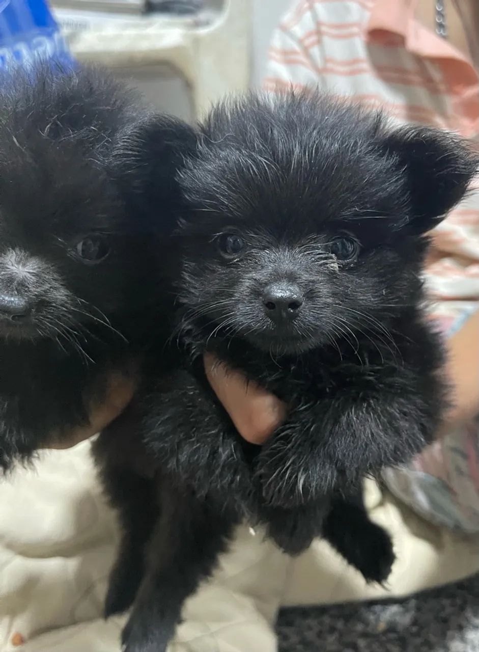 Lulu da pomerânea  - Foto 2