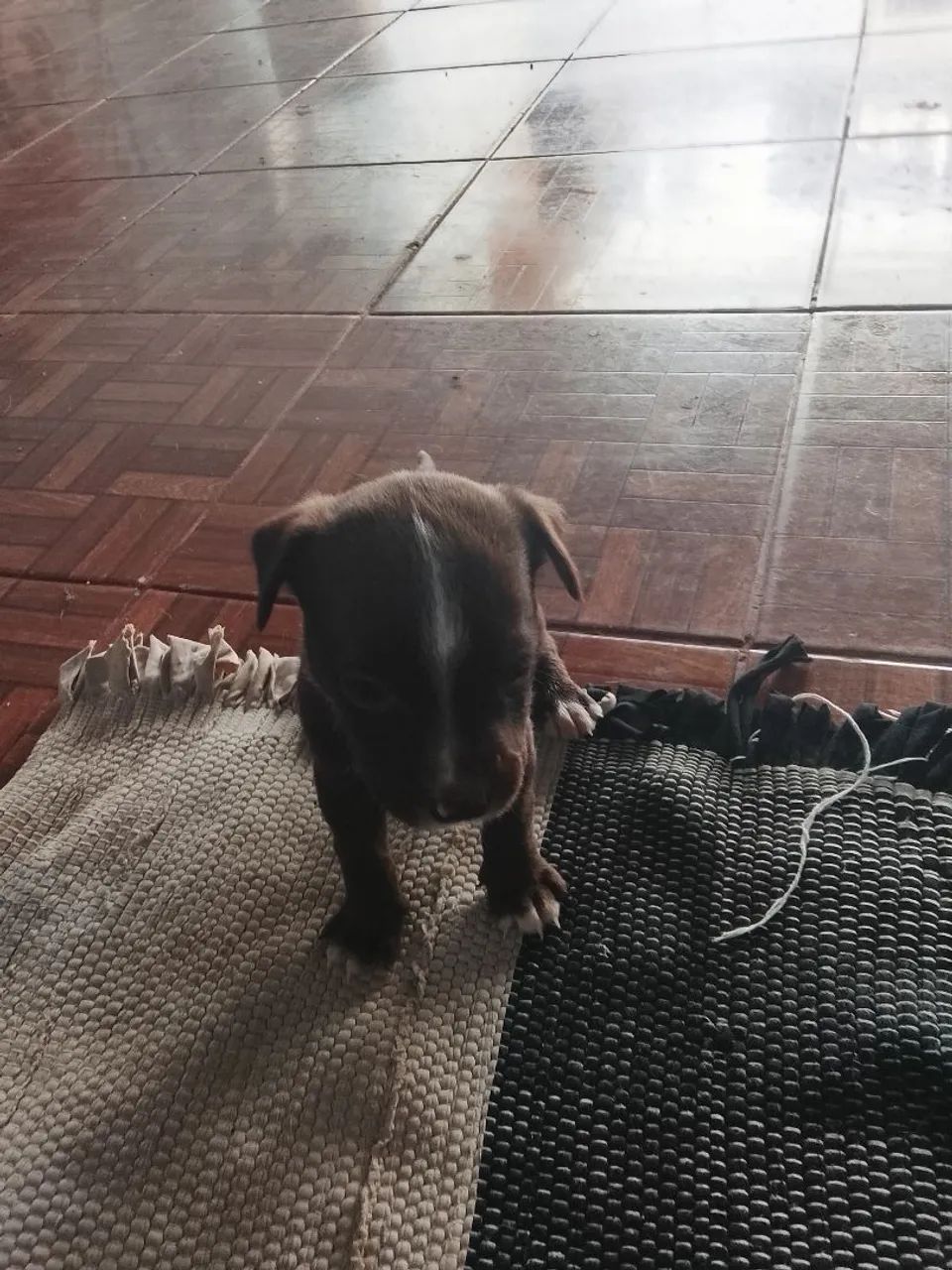 Pitbull  - Foto 4