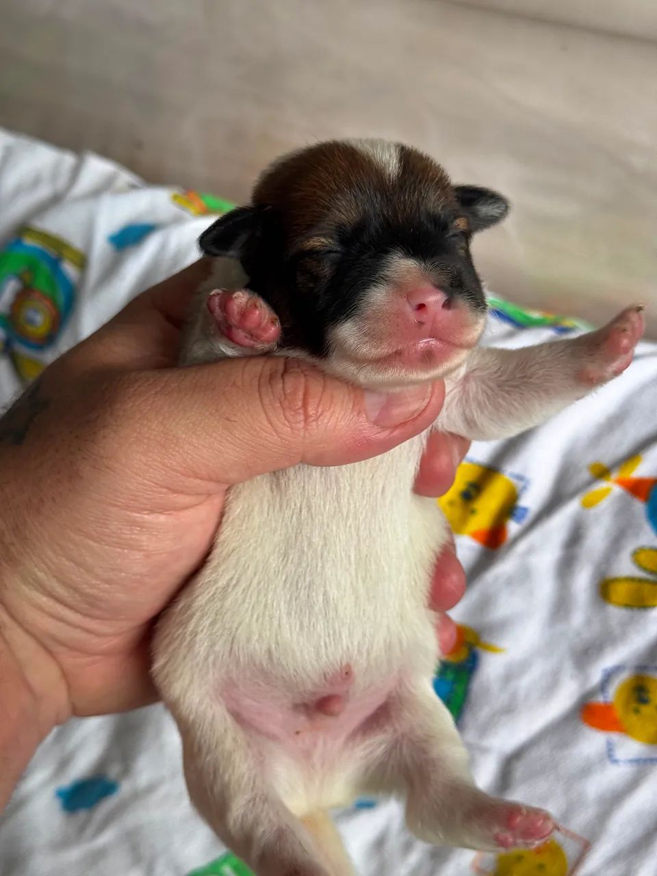 Jack Russel terrier  - Foto 3