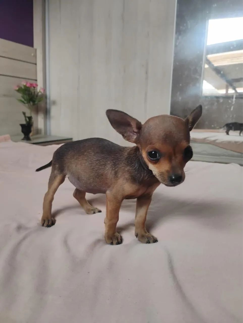 Filhote de pinscher 