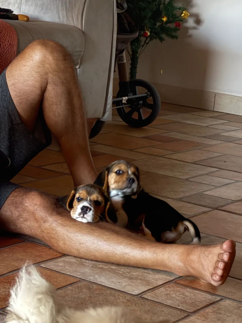 Apple Watch  - Foto 4