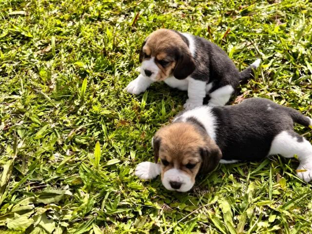 BEAGLE COMPANHEIRO