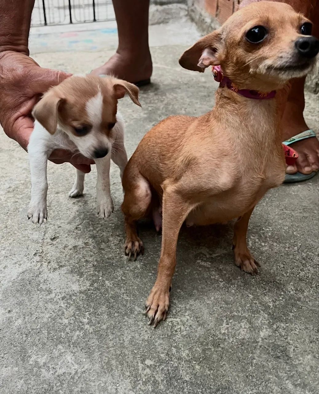 Cachorro  - Foto 2