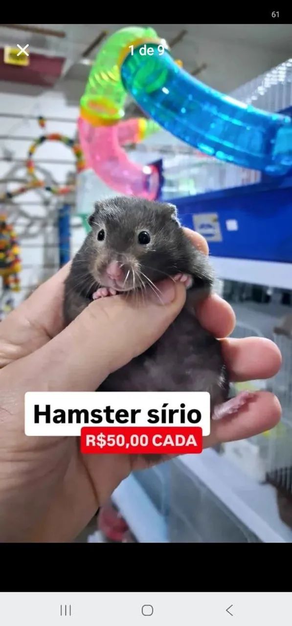 Hamsters