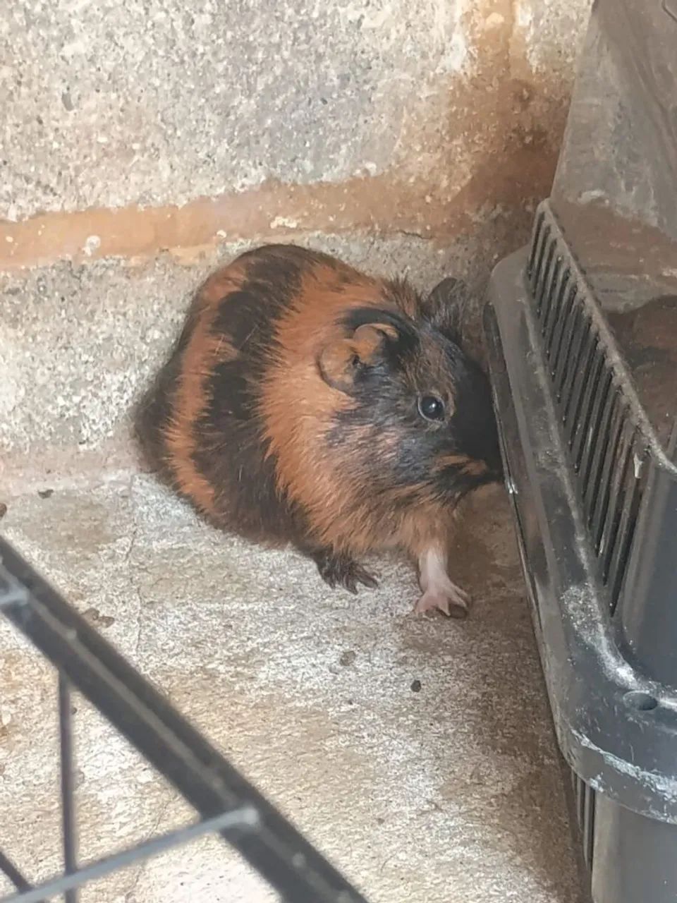 DOAÇÃO!! Porquinho da India