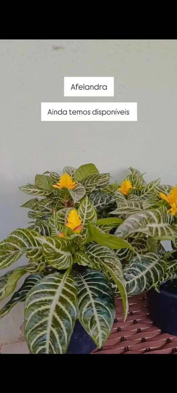 Plantas  - Foto 3