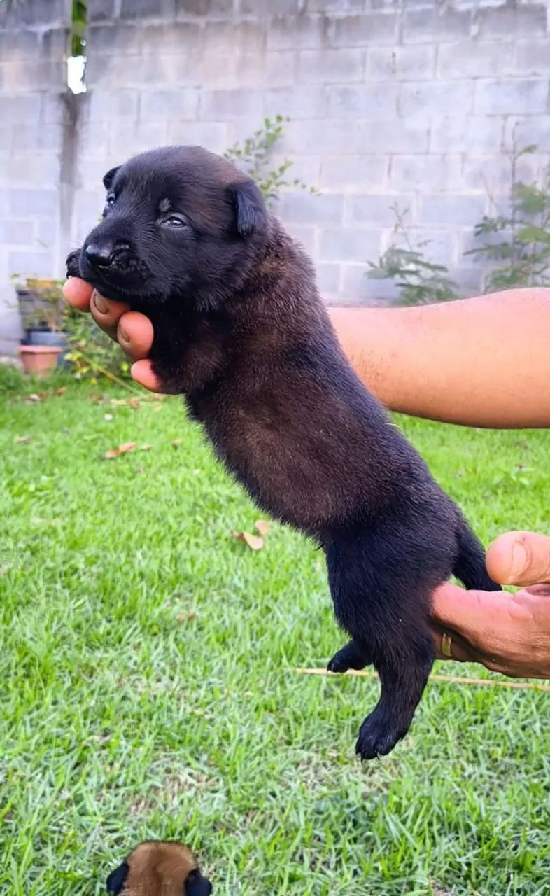 Pastor Belga Malinois - Foto 2