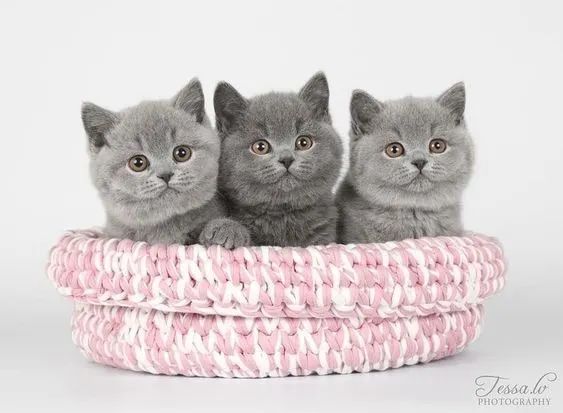 Raça de Gato British Shorthair