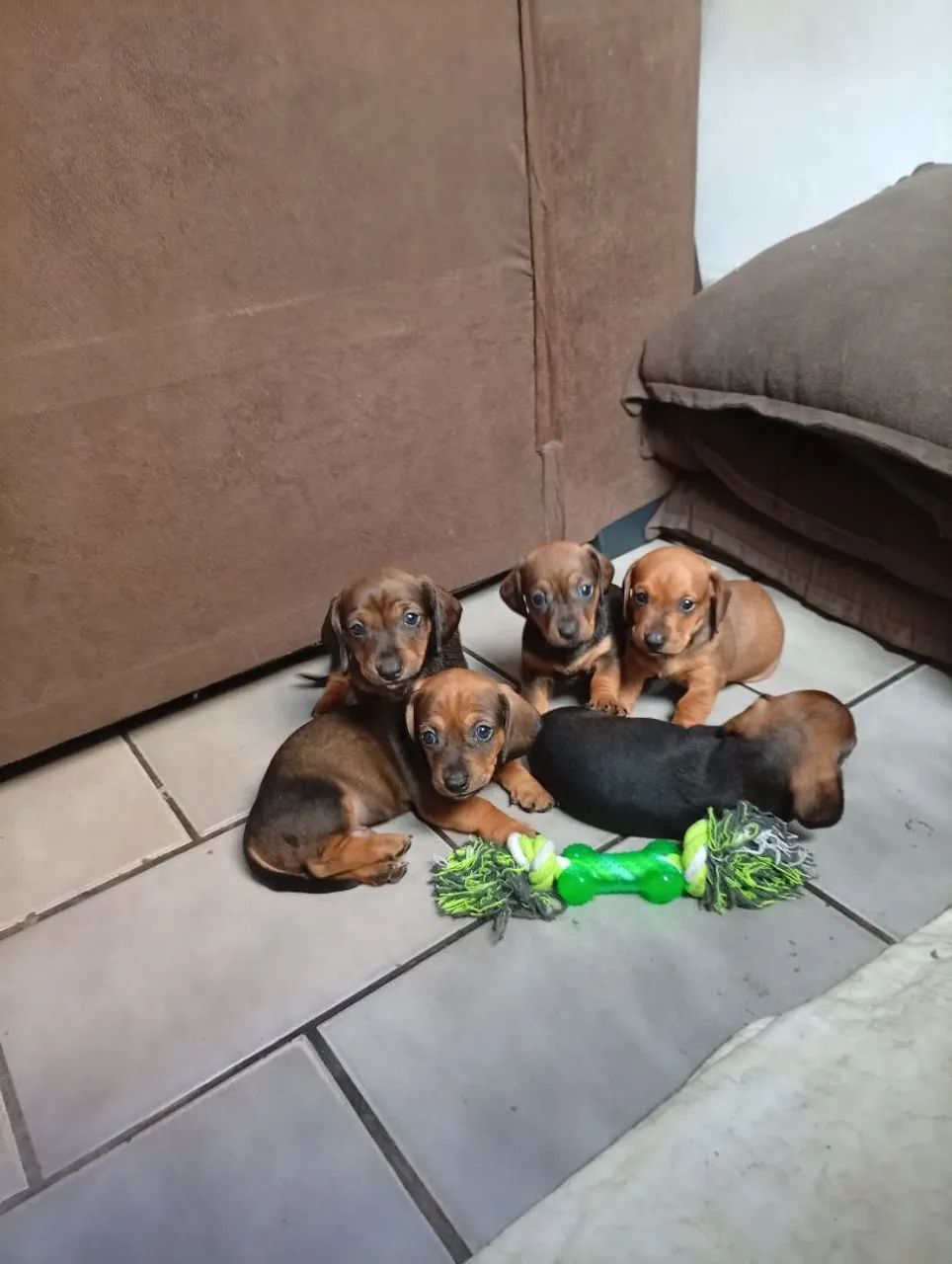 Dachshund 