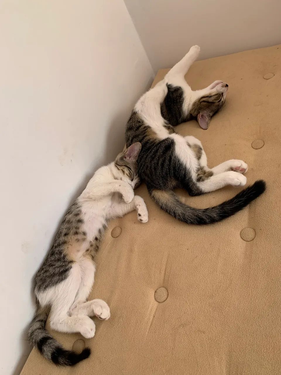 Gatos pra adoção  - Foto 2