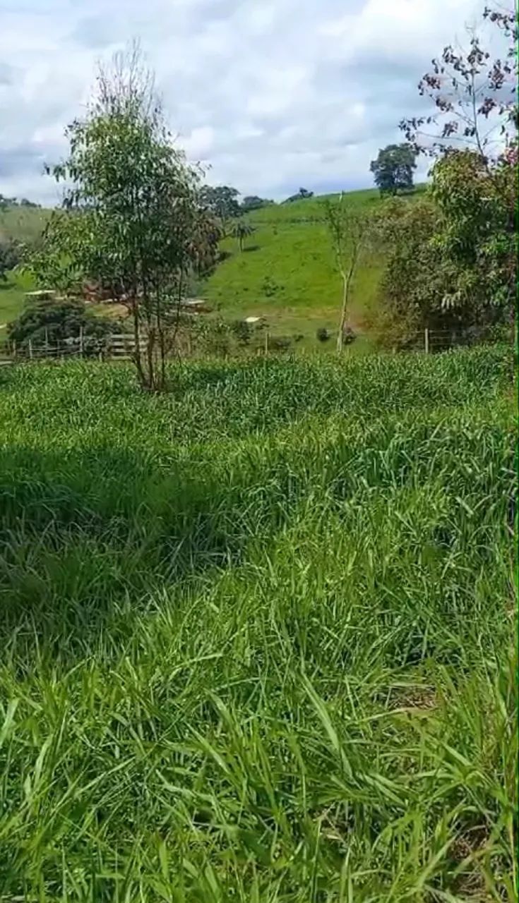 Terreno a venda em Florestal MG - Foto 5